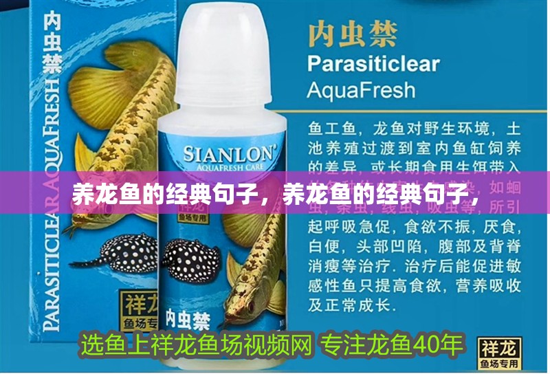 養龍魚的經典句子，養龍魚的經典句子，