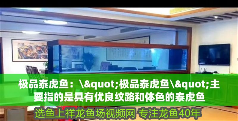 極品泰虎魚(yú)：\"極品泰虎魚(yú)\"主要指的是具有優(yōu)良紋路和體色的泰虎魚(yú) 極品泰虎魚(yú)：\"極品泰虎魚(yú)\"主要指的是具有優(yōu)良紋路和體色的泰虎魚(yú) 虎魚(yú)百科 第2張