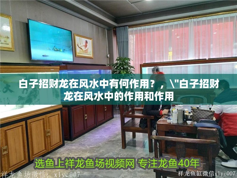 白子招財龍在風水中有何作用？， 白子招財龍在風水中有何作用？，\
