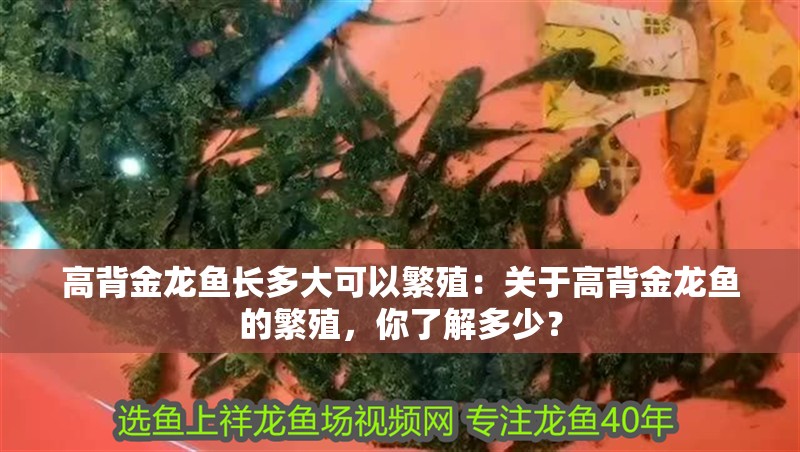 高背金龍魚長多大可以繁殖：關于高背金龍魚的繁殖，你了解多少？