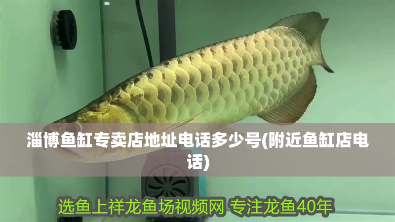 淄博魚(yú)缸專(zhuān)賣(mài)店地址電話(huà)多少號(hào)(附近魚(yú)缸店電話(huà)) 淄博魚(yú)缸專(zhuān)賣(mài)店地址電話(huà)多少號(hào)(附近魚(yú)缸店電話(huà)) 黃金貓魚(yú)百科 第1張