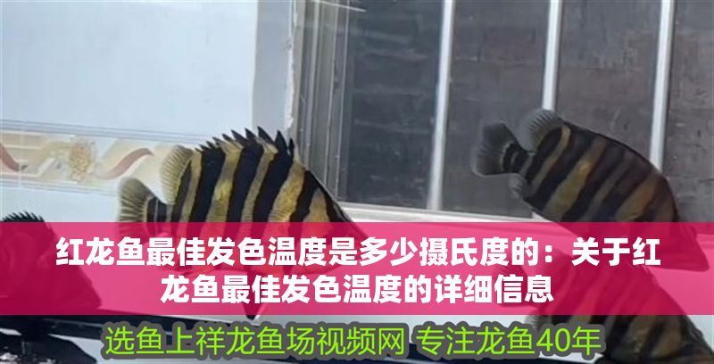 紅龍魚最佳發色溫度是多少攝氏度的：關于紅龍魚最佳發色溫度的詳細信息 紅龍魚最佳發色溫度是多少攝氏度的：關于紅龍魚最佳發色溫度的詳細信息 紅龍魚百科 第1張