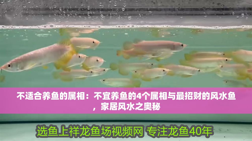 不適合養魚的屬相：不宜養魚的4個屬相與最招財的風水魚，家居風水之奧秘