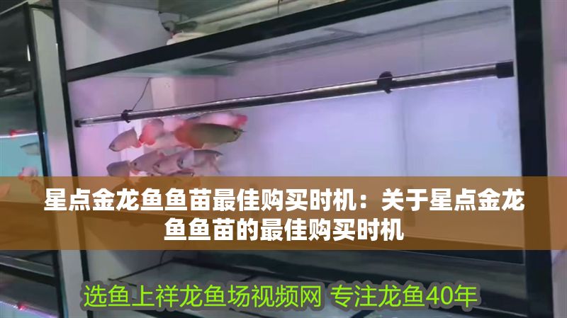 星點金龍魚魚苗最佳購買時機：關于星點金龍魚魚苗的最佳購買時機