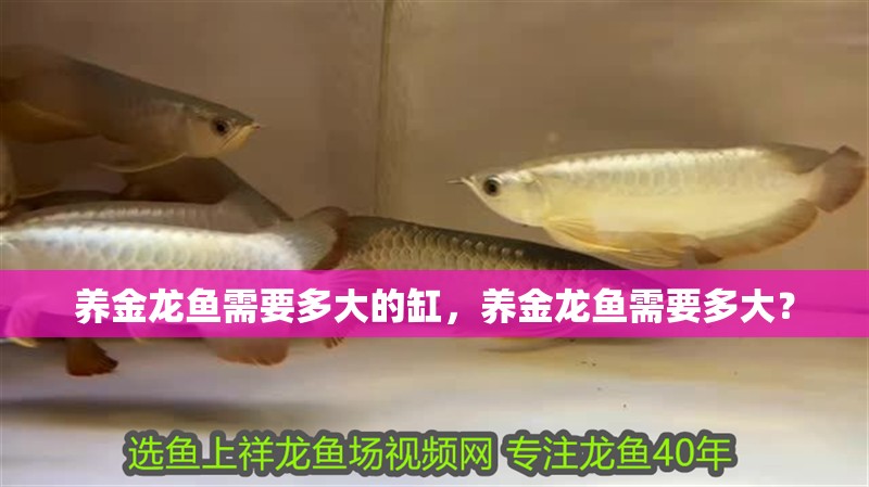 我的虎魚真菌感染了要怎么處理 養金龍魚需要多大的缸,養金龍魚需要多大? 水族問答 養金龍魚需要多大的缸,養金龍魚需要多大? 養金龍魚需要多大的缸,養金龍魚需要多大? 水族問答