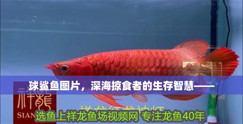 球鯊魚圖片，深海掠食者的生存智慧——