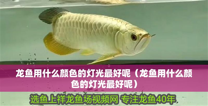 龍魚用什么顏色的燈光最好呢（龍魚用什么顏色的燈光最好呢） 龍魚用什么顏色的燈光最好呢（龍魚用什么顏色的燈光最好呢） 錦鯉魚百科 第1張