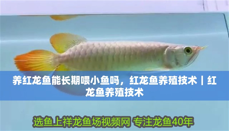 養(yǎng)紅龍魚能長期喂小魚嗎，紅龍魚養(yǎng)殖技術(shù)｜紅龍魚養(yǎng)殖技術(shù) 養(yǎng)紅龍魚能長期喂小魚嗎，紅龍魚養(yǎng)殖技術(shù)｜紅龍魚養(yǎng)殖技術(shù) 水族問答