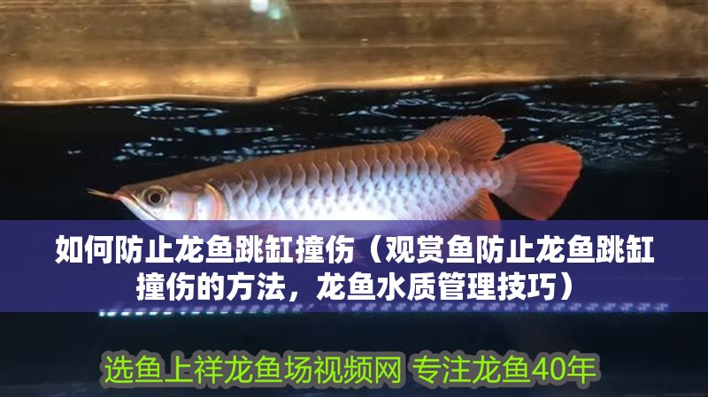 如何防止龍魚跳缸撞傷（觀賞魚防止龍魚跳缸撞傷的方法，龍魚水質管理技巧）