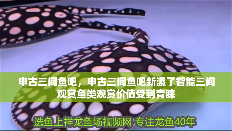 申古三間魚吧，申古三間魚吧新添了智能三間觀賞魚類觀賞價值受到青睞