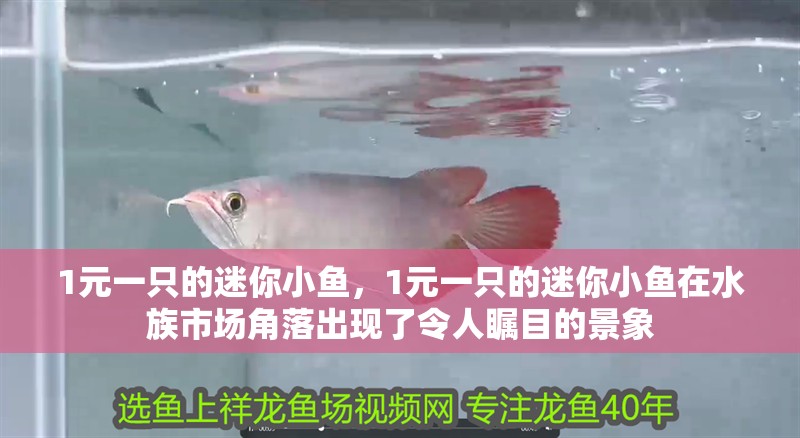 1元一只的迷你小魚，1元一只的迷你小魚在水族市場角落出現了令人矚目的景象