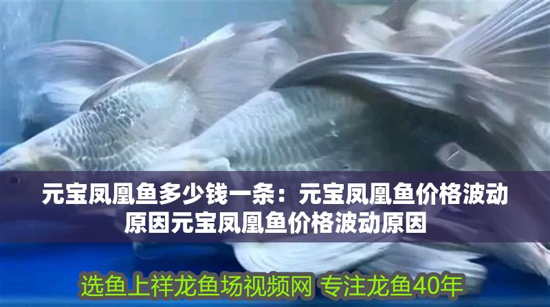 元寶鳳凰魚多少錢一條：元寶鳳凰魚價格波動原因元寶鳳凰魚價格波動原因