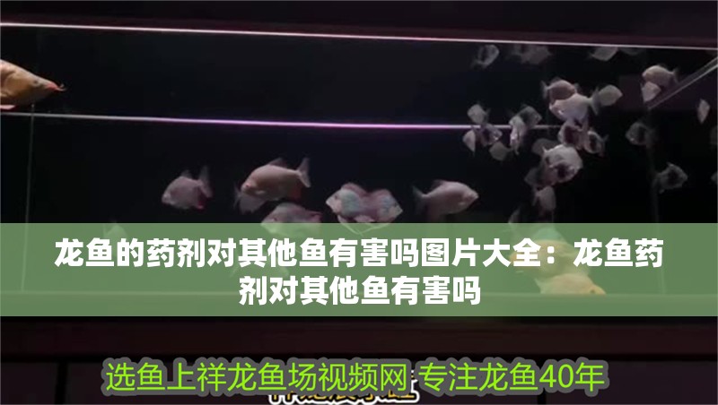 龍魚(yú)的藥劑對(duì)其他魚(yú)有害嗎圖片大全：龍魚(yú)藥劑對(duì)其他魚(yú)有害嗎