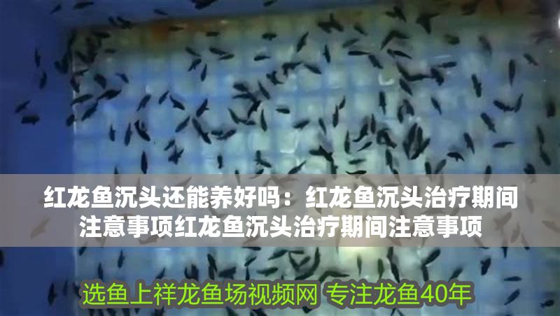 紅龍魚沉頭還能養(yǎng)好嗎：紅龍魚沉頭治療期間注意事項紅龍魚沉頭治療期間注意事項
