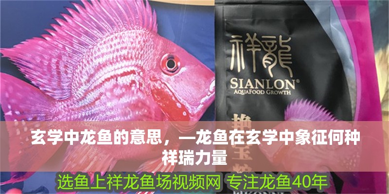 玄學中龍魚的意思，—龍魚在玄學中象征何種祥瑞力量