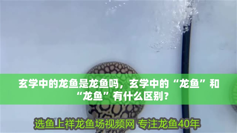 玄學中的龍魚是龍魚嗎，玄學中的“龍魚”和“龍魚”有什么區別？