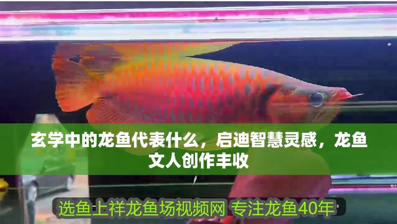 玄學中的龍魚代表什么，啟迪智慧靈感，龍魚文人創作豐收 玄學中的龍魚代表什么，啟迪智慧靈感，龍魚文人創作豐收 水族問答