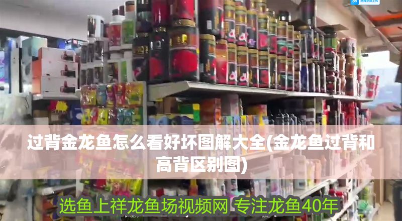 過背金龍魚怎么看好壞圖解大全(金龍魚過背和高背區(qū)別圖)