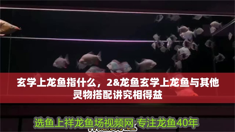 玄學上龍魚指什么，2&龍魚玄學上龍魚與其他靈物搭配講究相得益 玄學上龍魚指什么，2&龍魚玄學上龍魚與其他靈物搭配講究相得益 水族問答