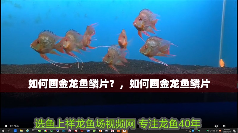 如何畫金龍魚鱗片？，如何畫金龍魚鱗片