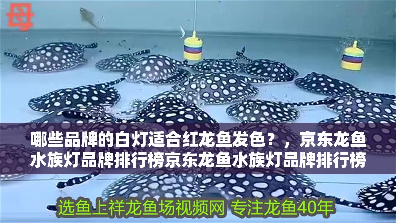 哪些品牌的白燈適合紅龍魚發(fā)色？，京東龍魚水族燈品牌排行榜京東龍魚水族燈品牌排行榜