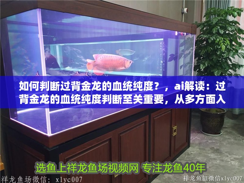 如何判斷過背金龍的血統純度？，ai解讀：過背金龍的血統純度判斷至關重要，從多方面入手