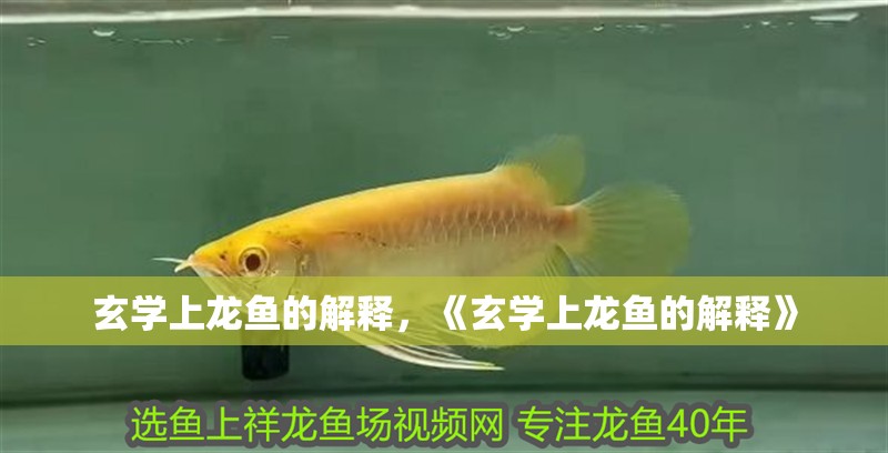 玄學上龍魚的解釋，《玄學上龍魚的解釋》 玄學上龍魚的解釋，《玄學上龍魚的解釋》 水族問答