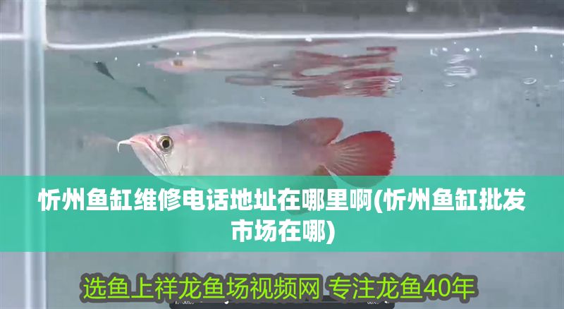 忻州魚缸維修電話地址在哪里啊(忻州魚缸批發市場在哪)