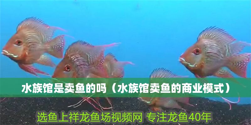 水族館是賣魚的嗎（水族館賣魚的商業模式） 水族館是賣魚的嗎（水族館賣魚的商業模式） 水族館百科（水族館加盟） 第1張