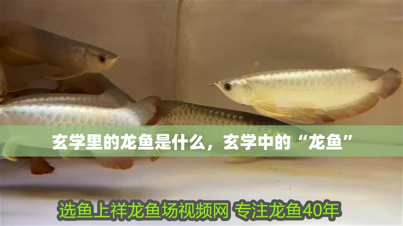 玄學(xué)里的龍魚是什么，玄學(xué)中的“龍魚”