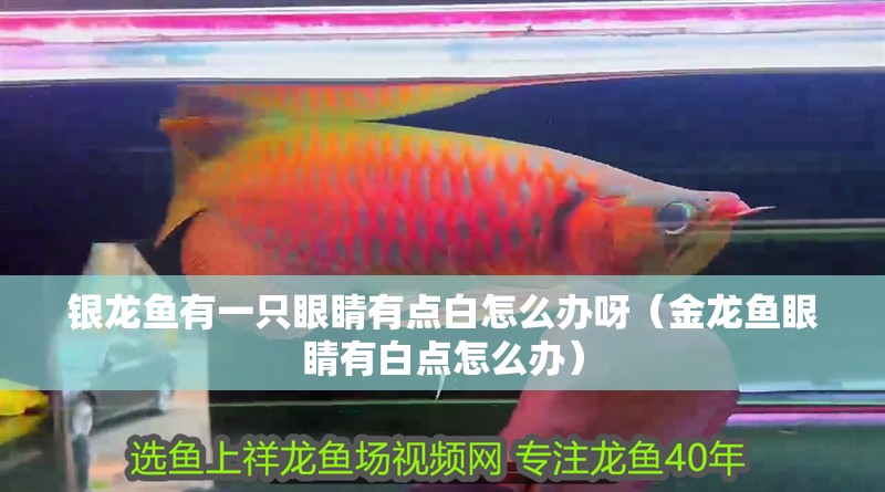 銀龍魚有一只眼睛有點白怎么辦呀（金龍魚眼睛有白點怎么辦） 銀龍魚有一只眼睛有點白怎么辦呀（金龍魚眼睛有白點怎么辦） 銀龍魚百科