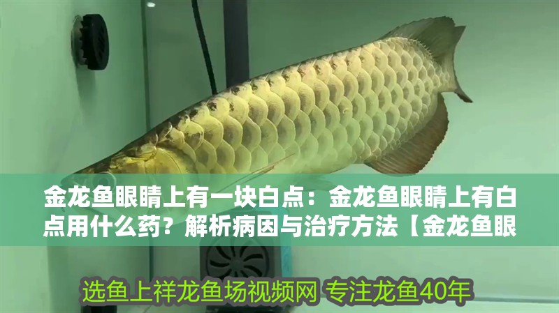 金龍魚眼睛上有一塊白點：金龍魚眼睛上有白點用什么藥？解析病因與治療方法【金龍魚眼睛上出現白點用什么藥，金龍魚眼睛上有白點用什么藥】