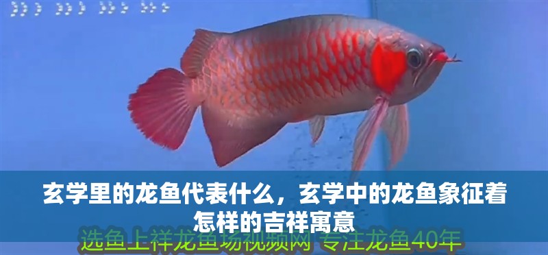 玄學里的龍魚代表什么，玄學中的龍魚象征著怎樣的吉祥寓意