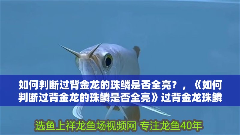 如何判斷過背金龍的珠鱗是否全亮？，《如何判斷過背金龍的珠鱗是否全亮》過背金龍珠鱗是否全亮 如何判斷過背金龍的珠鱗是否全亮？，《如何判斷過背金龍的珠鱗是否全亮》過背金龍珠鱗是否全亮 龍魚百科