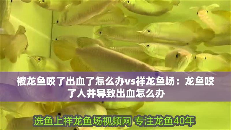被龍魚咬了出血了怎么辦vs祥龍魚場:龍魚咬了人并導致出血怎么辦 vs祥龍魚場 第1張 被龍魚咬了出血了怎么辦vs祥龍魚場:龍魚咬了人并導致出血怎么辦 被龍魚咬了出血了怎么辦vs祥龍魚場:龍魚咬了人并導致出血怎么辦 vs祥龍魚場 第1張