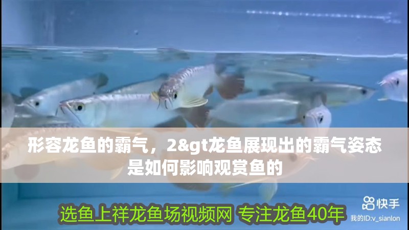 形容龍魚的霸氣，2&gt龍魚展現出的霸氣姿態是如何影響觀賞魚的