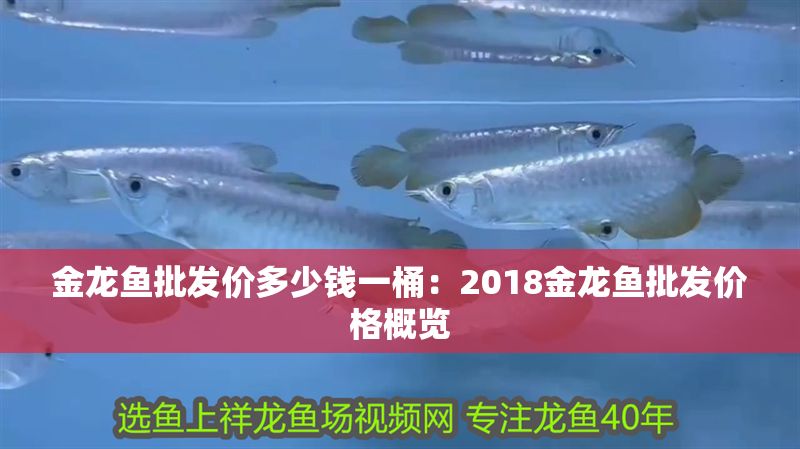 金龍魚批發價多少錢一桶：2018金龍魚批發價格概覽 金龍魚批發價多少錢一桶：2018金龍魚批發價格概覽 金龍魚百科 第1張