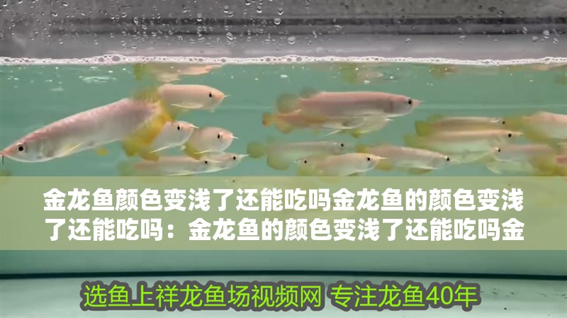 金龍魚顏色變淺了還能吃嗎金龍魚的顏色變淺了還能吃嗎：金龍魚的顏色變淺了還能吃嗎金龍魚的顏色變淺了還能吃嗎
