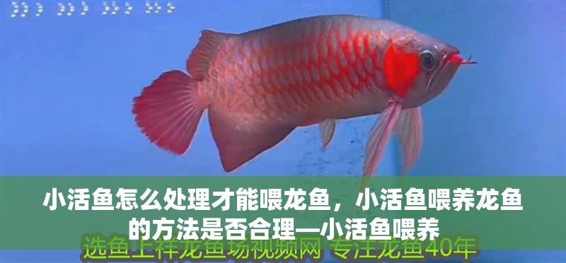 小活魚怎么處理才能喂龍魚，小活魚喂養龍魚的方法是否合理—小活魚喂養 小活魚怎么處理才能喂龍魚，小活魚喂養龍魚的方法是否合理—小活魚喂養 水族問答