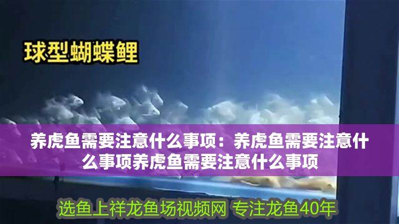 養虎魚需要注意什么事項：養虎魚需要注意什么事項養虎魚需要注意什么事項