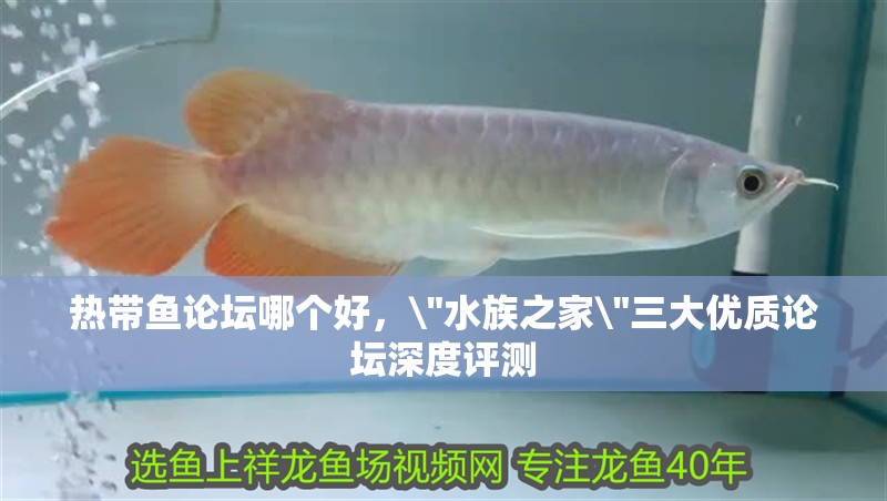 熱帶魚論壇哪個好，\