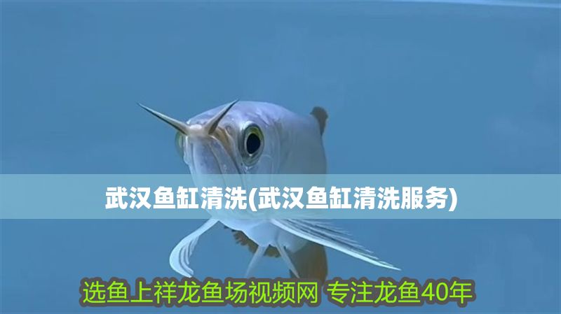 武漢魚缸清洗(武漢魚缸清洗服務) 武漢魚缸清洗(武漢魚缸清洗服務) 元寶鳳凰魚百科 第1張