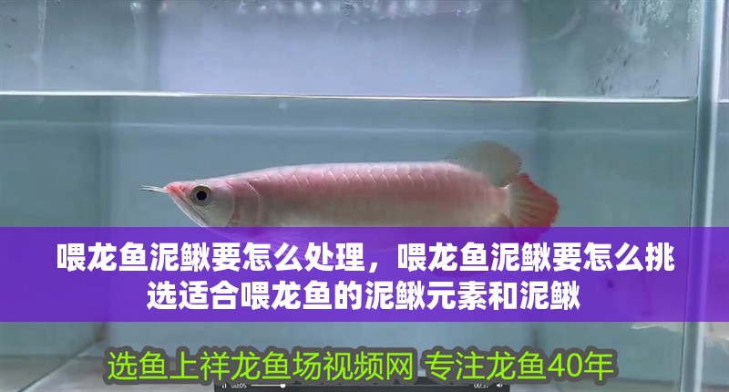 喂龍魚泥鰍要怎么處理，喂龍魚泥鰍要怎么挑選適合喂龍魚的泥鰍元素和泥鰍