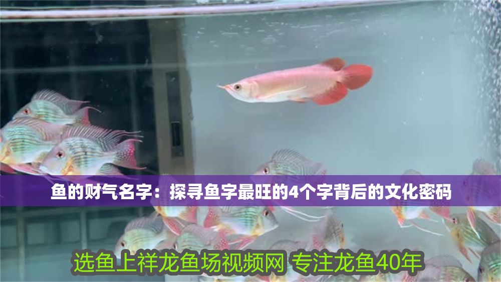 魚的財氣名字：探尋魚字最旺的4個字背后的文化密碼