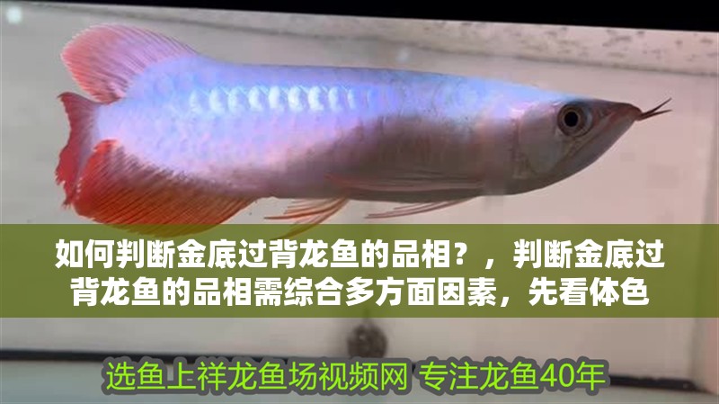 如何判斷金底過背龍魚的品相？，判斷金底過背龍魚的品相需綜合多方面因素，先看體色