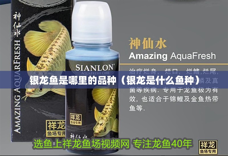 銀龍魚是哪里的品種（銀龍是什么魚種） 銀龍魚是哪里的品種（銀龍是什么魚種） 銀龍魚百科