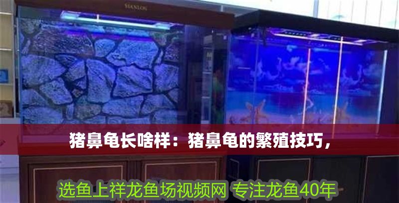 豬鼻龜長啥樣：豬鼻龜的繁殖技巧，