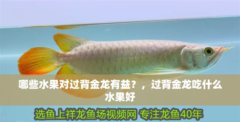 哪些水果對過背金龍有益？，過背金龍吃什么水果好
