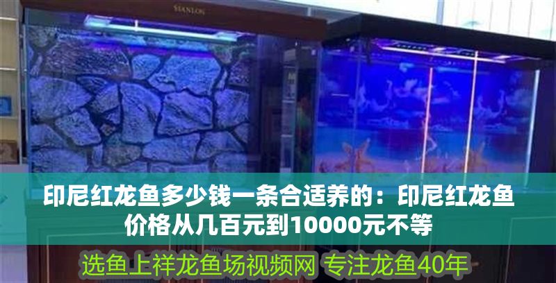 印尼紅龍魚多少錢一條合適養的：印尼紅龍魚價格從幾百元到10000元不等