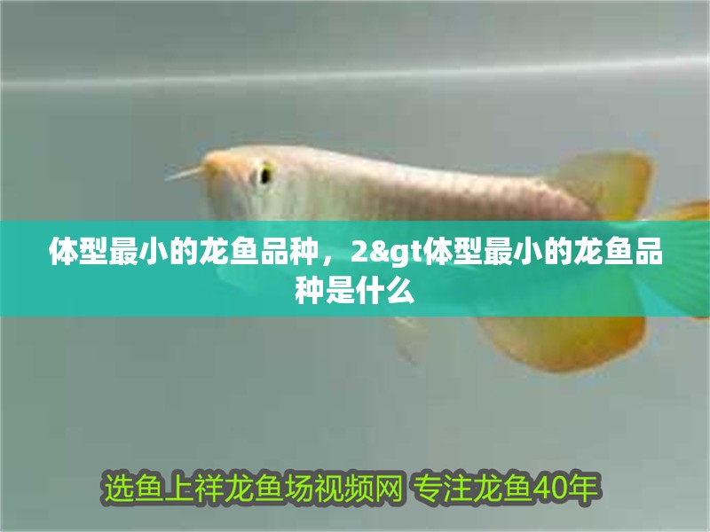 體型最小的龍魚品種，2&gt體型最小的龍魚品種是什么